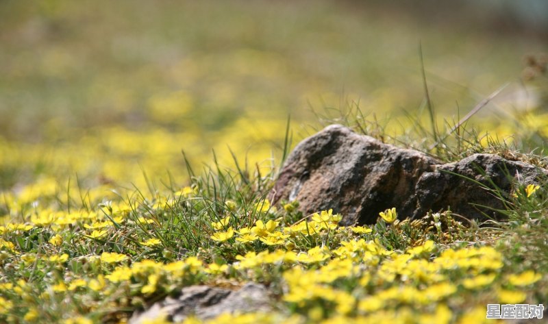 属鼠今年多大了,属鼠的2018年多大了 属鼠今年多大了,属鼠的2018年多大了 - 星座运势