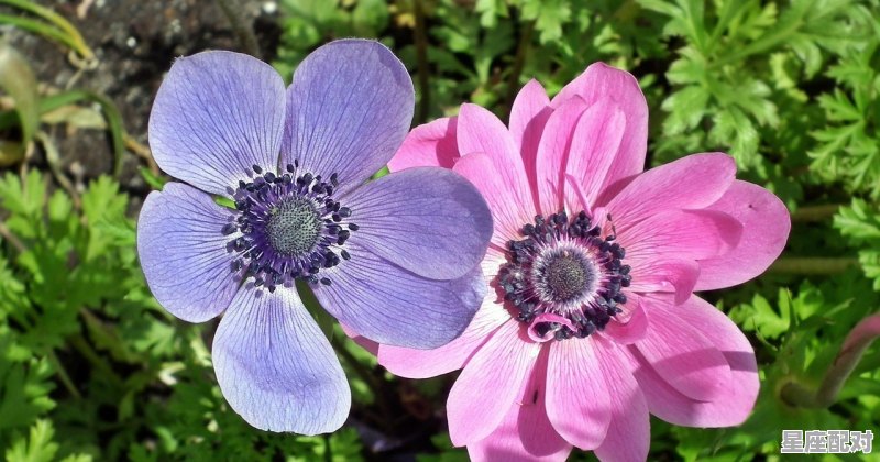 女属鼠的和什么属相最配 女属鼠的和什么属相最配 - 星座运势