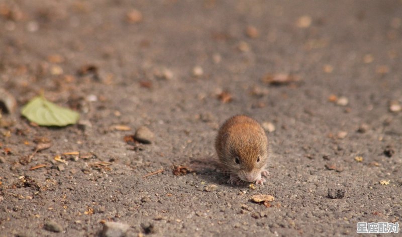 属鼠跟什么属相最配 - 星座运势
