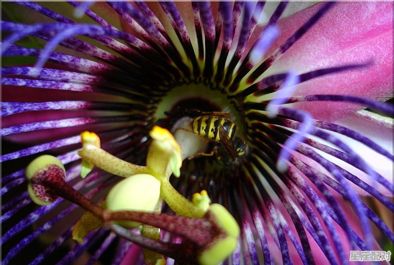 属牛的性格 - 星座运势