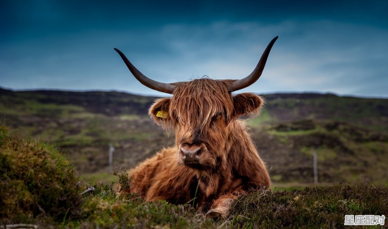属牛几月出生好 - 星座运势