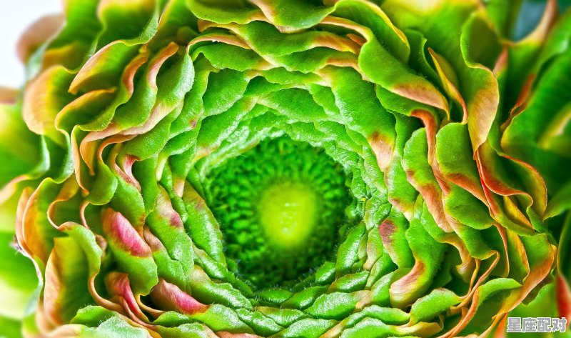 属牛的配对十二属相 - 星座运势