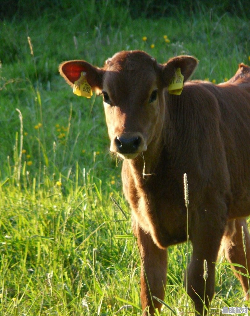 属牛的金牛座性格 属牛的金牛座性格 - 星座运势