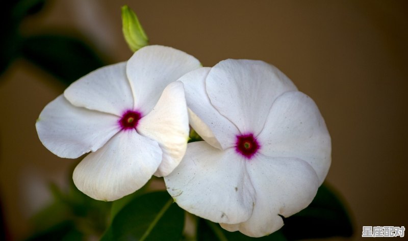 十二生肖属牛的贵人 - 星座运势