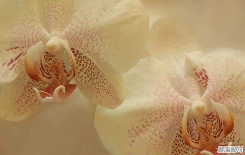 属牛女士的爱情 属牛女士的爱情 - 星座运势