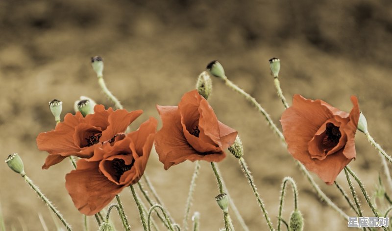 属牛人的财运 属牛人的财运 - 星座运势