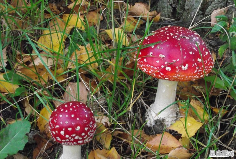 属牛人的事业 属牛人的事业 - 星座运势