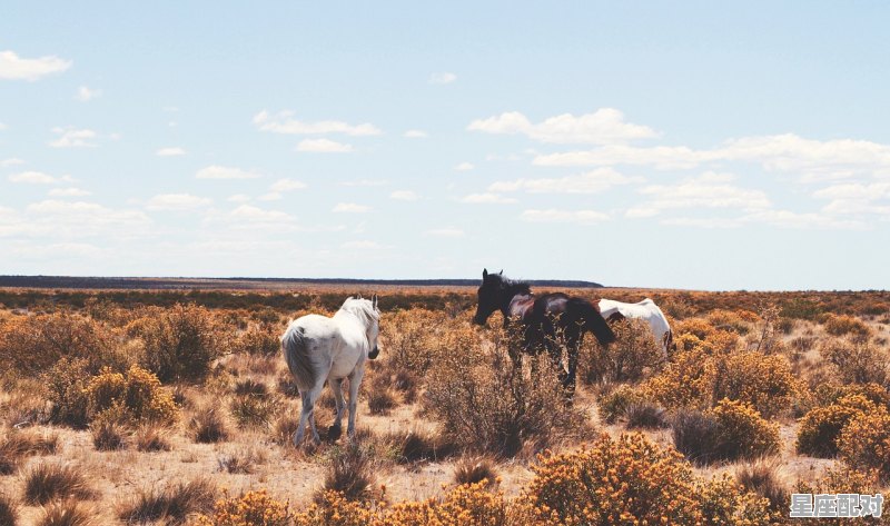 属牛人出生时的命运 属牛人出生时的命运 - 星座运势