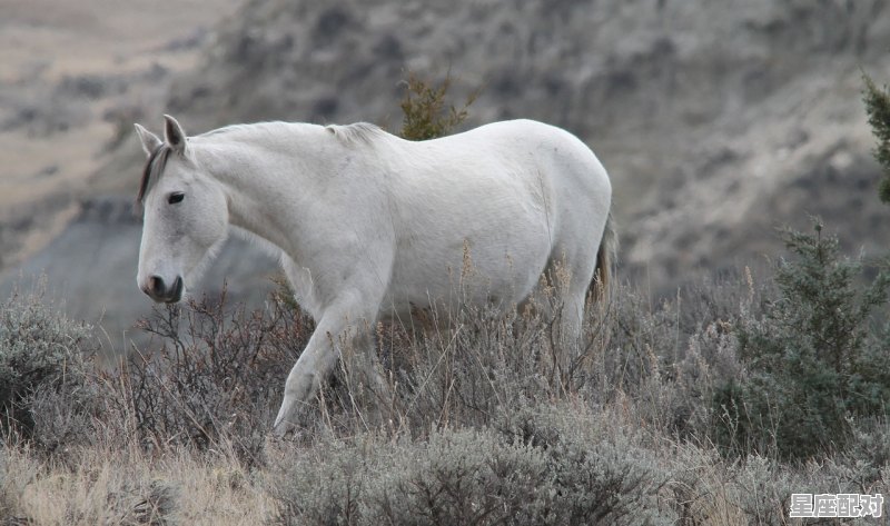 属牛人出生年的命运 - 星座运势