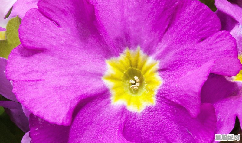 属牛的今年多大 属牛的今年多大 - 星座运势