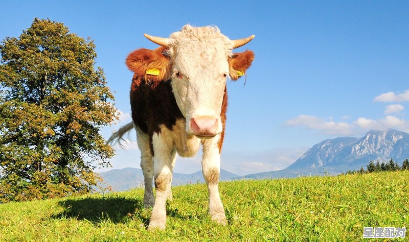 属牛的婚姻 属牛的婚姻 - 星座运势