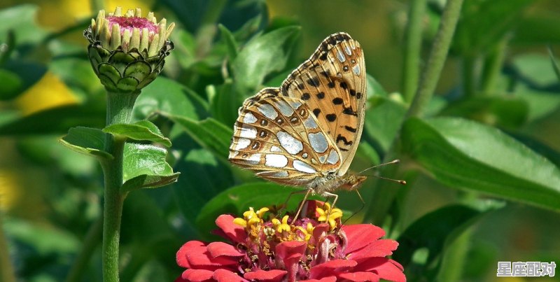 属猴的几月出生最好:三月、四月、七月 属猴的几月出生最好:三月、四月、七月 - 星座运势