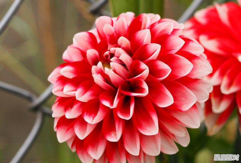 属羊的几月出生最好:三月、五月、六月 属羊的几月出生最好:三月、五月、六月 - 星座运势