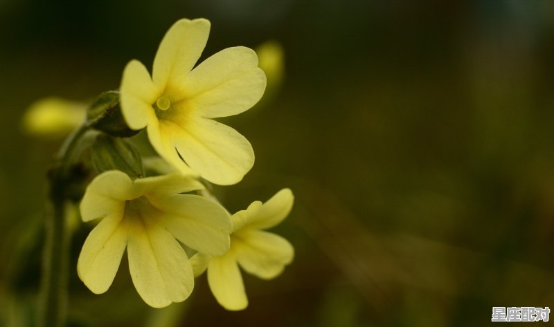 属牛的几月出生最好:三月、七月、八月 属牛的几月出生最好:三月、七月、八月 - 星座运势