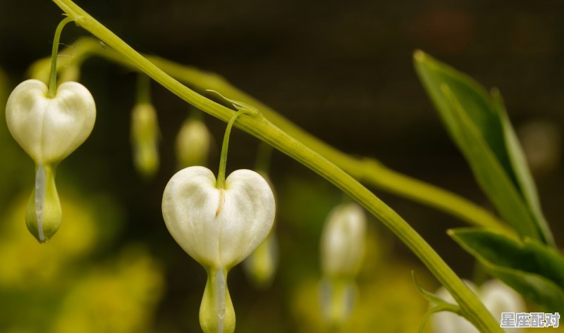 属鼠的几月出生最好:正月、五月、七月 属鼠的几月出生最好:正月、五月、七月 - 星座运势