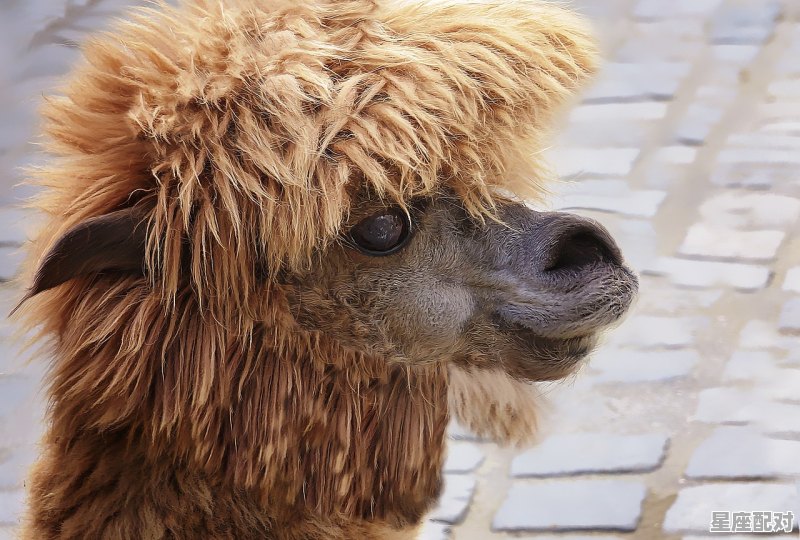 属马的和什么属相六合:羊 属马的和什么属相六合:羊 - 星座运势