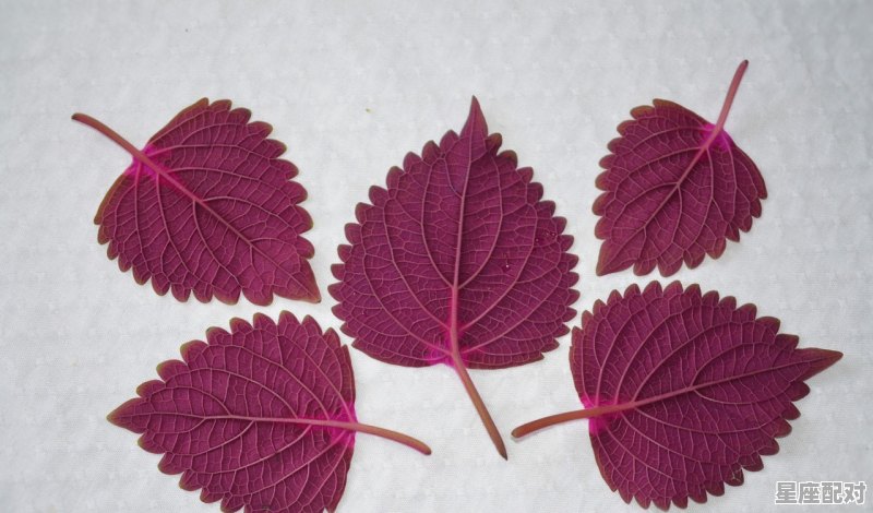 属龙的和什么属相六合:鸡 属龙的和什么属相六合:鸡 - 星座运势