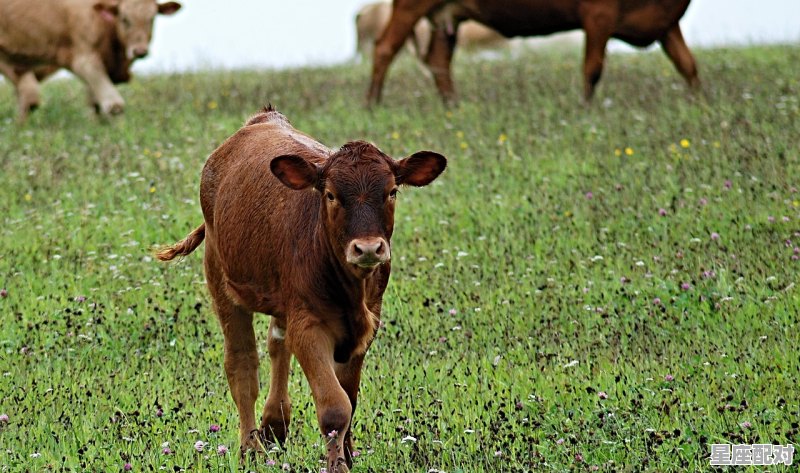 属鼠的和什么属相六合:牛 属鼠的和什么属相六合:牛 - 星座运势