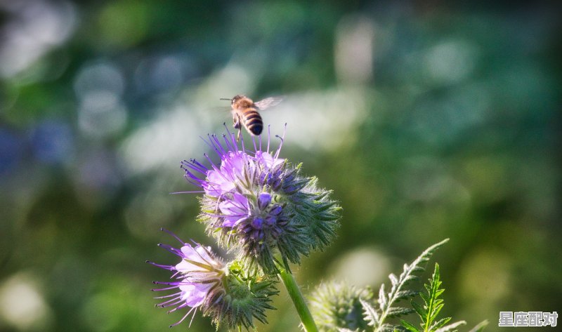 属蛇的和什么属相三合:属鸡、属牛 属蛇的和什么属相三合:属鸡、属牛 - 星座运势