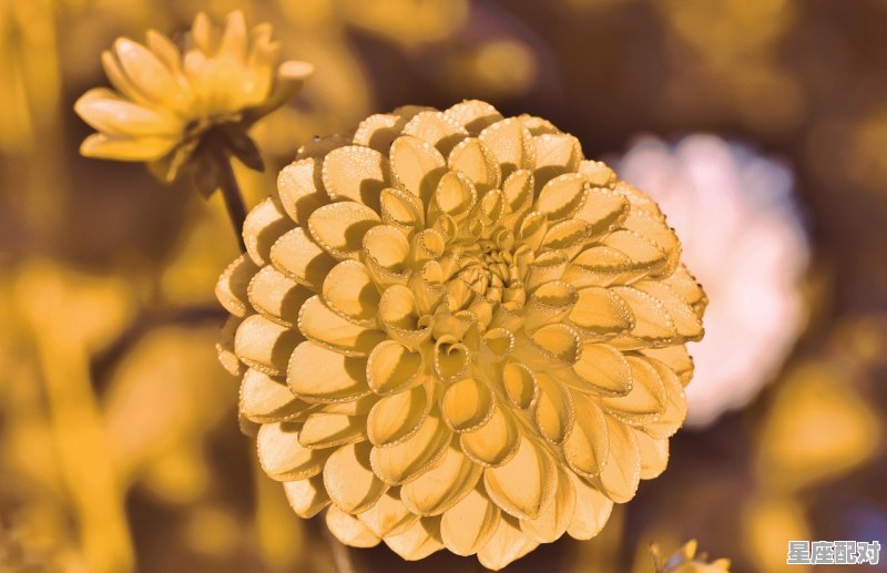 富贵女命的八字特征 - 星座运势