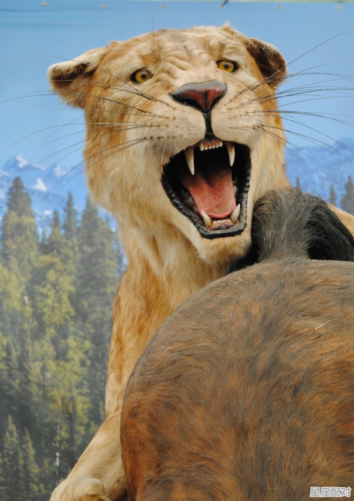 狮子座图片大全【专辑28】 狮子座图片大全【专辑28】 - 星座运势