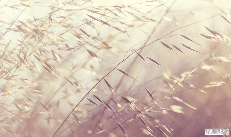 甲木日主生于子月如何取用神? - 星座运势