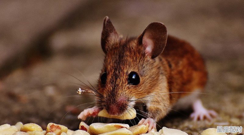 鼠目眼 - 星座运势