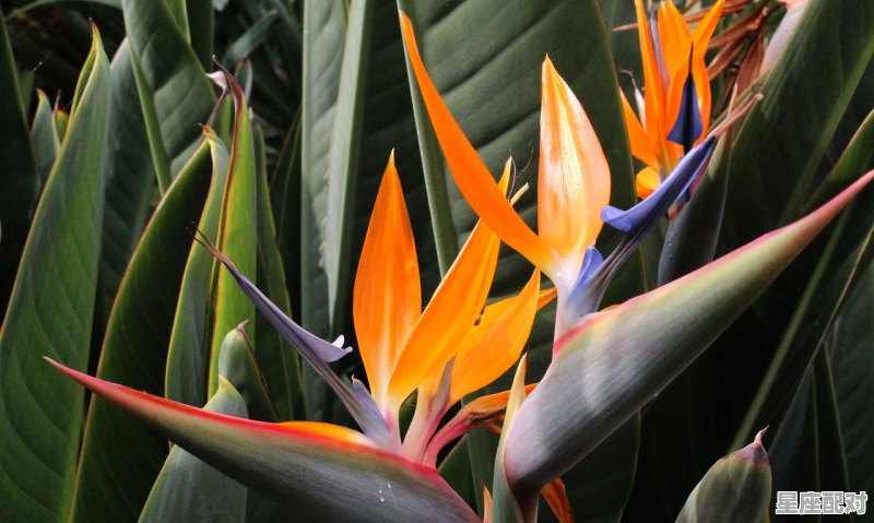 十二星座攻心策：射手男 - 星座运势