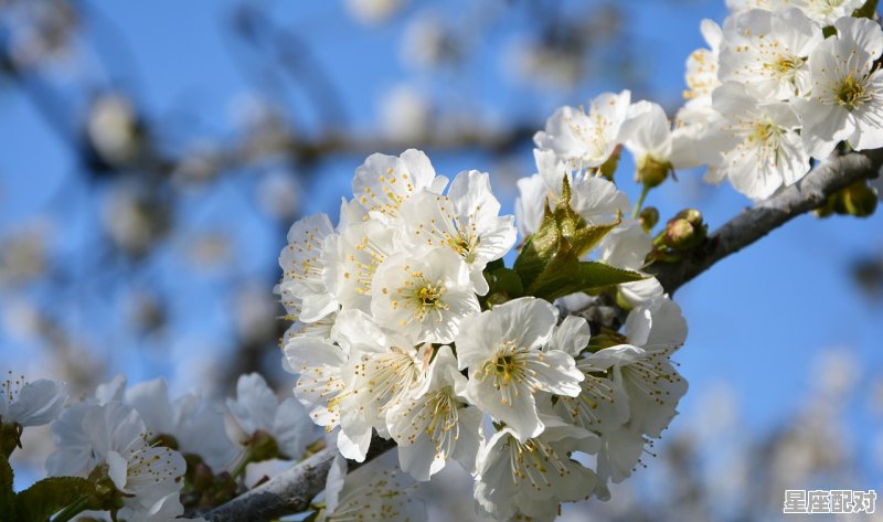 白羊男性格超准分析,白羊座性格分析句子成分 - 星座运势