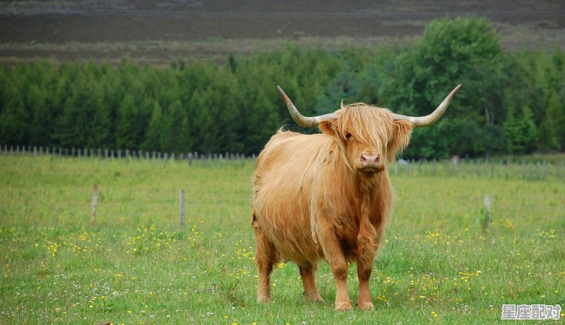 牛年是哪几年 什么时候是牛年 下一个属牛是哪一年 - 星座运势