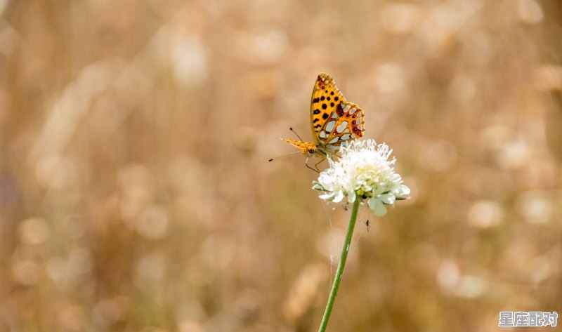 剑锋伏尸是什么意思,剑锋今日运势 剑锋伏尸是什么意思,剑锋今日运势 - 星座运势