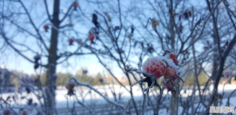 2004年猴在2023年6上旬考试运势如何_马虎迎吉年什么意思 - 星座运势