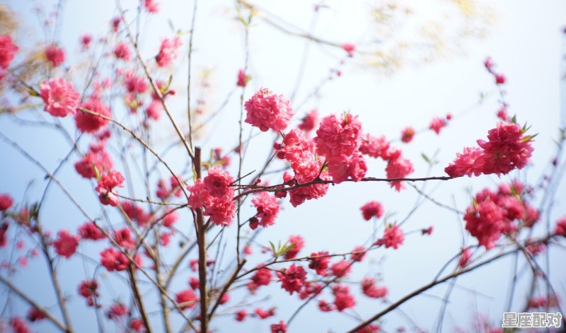 清明这首诗写了清明节的哪些习俗,清明时节雨纷纷诗中的习俗有哪些 - 星座运势