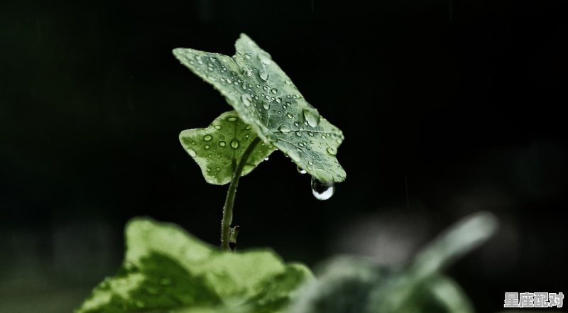 杜牧清明诗中表达风俗的词,清明时节雨纷纷古诗有什么习俗 - 星座运势