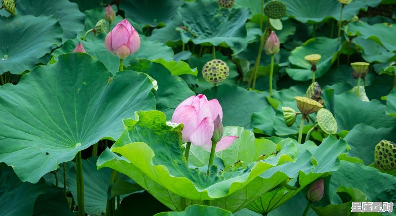 清明有哪些习俗,在古代 清明时节传统习俗 - 星座运势