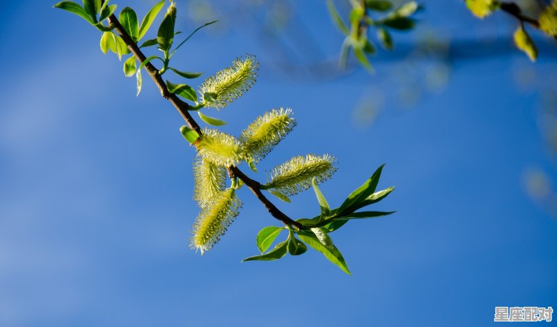 清明节的山东风俗是什么,清明山东的习俗 - 星座运势