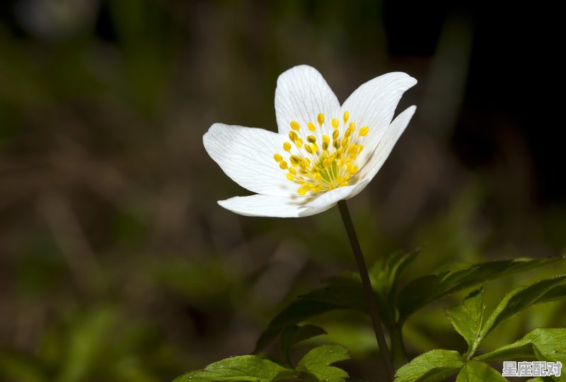 马马虎虎 （打一数字）,是非不分是什么动物 - 星座运势