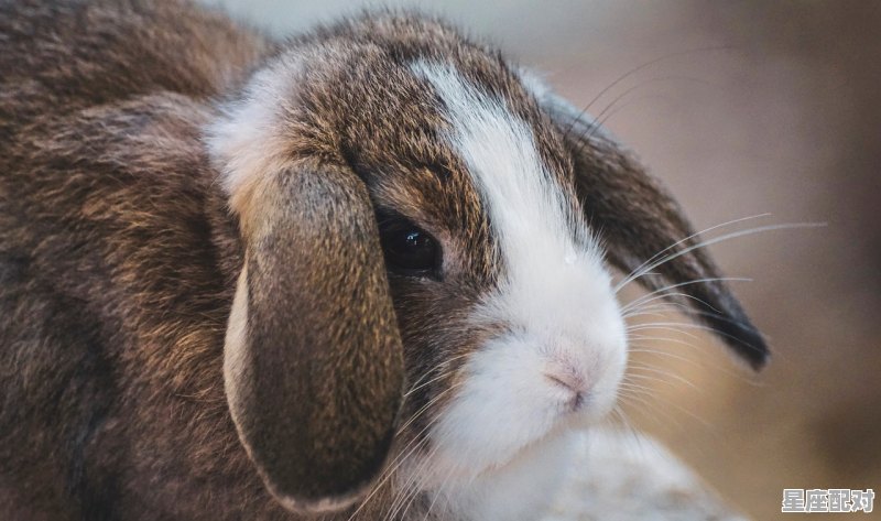 2014年是什么鼠年,2014年是什么生肖年 - 星座运势