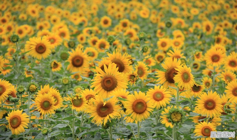 2月份生的是哪个星座，2月份是什么星座 - 星座运势