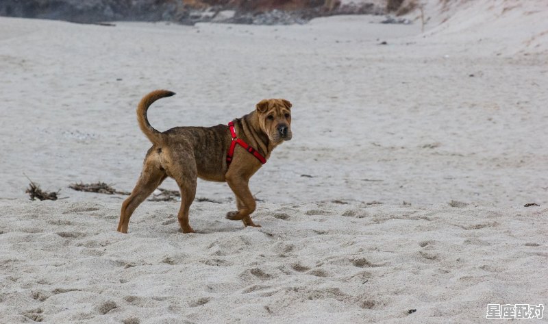 睡着了可以做个什么梦,梦到牙齿掉了是什么意思 - 星座运势