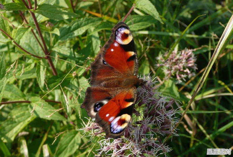 码里面,蛇是多少数字,梦到蛇预示着什么 码里面,蛇是多少数字,梦到蛇预示着什么 - 星座运势