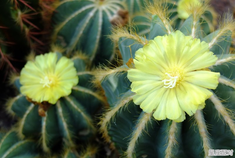 4月份是属于什么星座，4月份是什么星座 - 星座运势