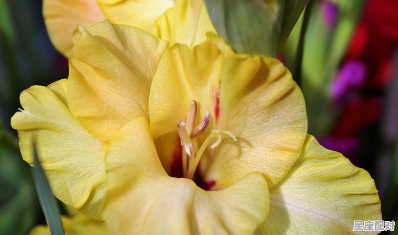 山羊座为什么叫摩羯座;十二星座山羊座是什么星座  - 星座运势