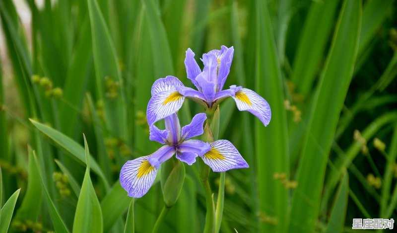 双鱼座性格，双鱼座性格 - 星座运势