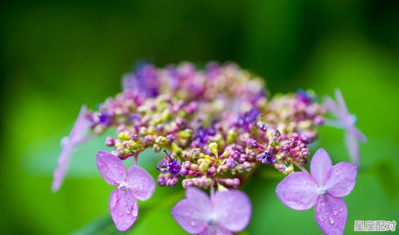 摩羯座全年各月份运势,魔羯女生今日运势 摩羯座全年各月份运势,魔羯女生今日运势 - 星座运势