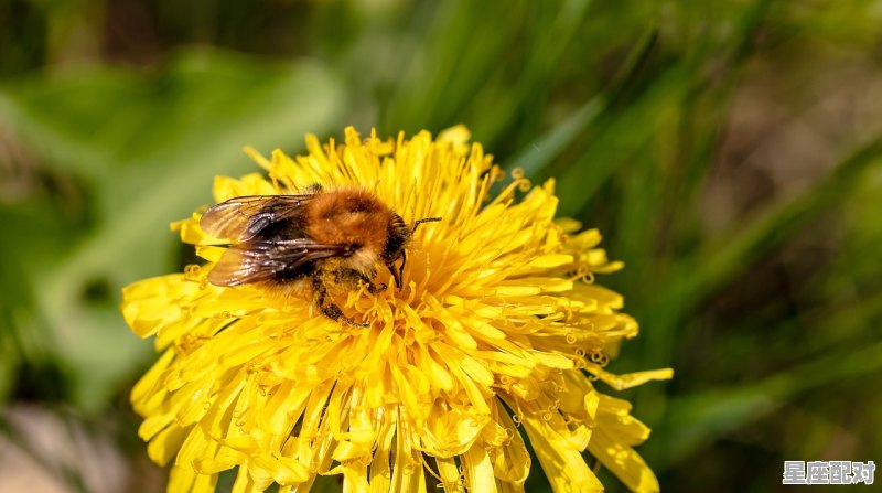 今日属相运势如何看;今日属相运势如何  - 星座运势