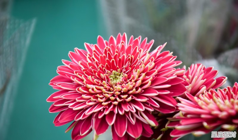 六月份是什么星座,六月份是什么星座 - 星座运势