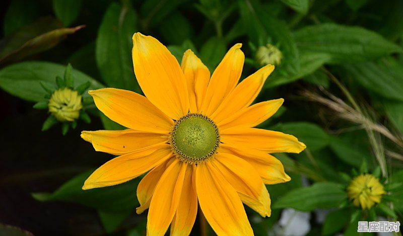 巨蟹座性格脾气特点和缺点,巨蟹座有什么特点与性格 巨蟹座性格脾气特点和缺点,巨蟹座有什么特点与性格 - 星座运势