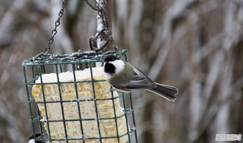 梦到掉牙,梦到掉牙 梦到掉牙,梦到掉牙 - 星座运势