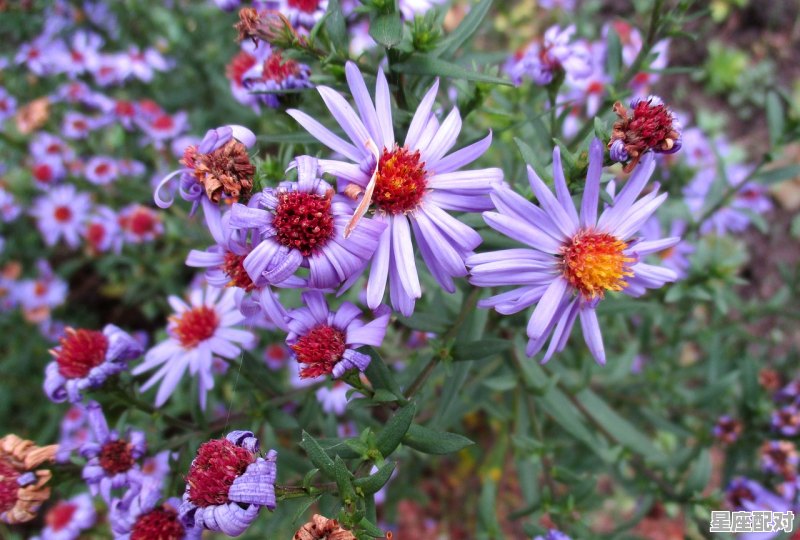 2月出生的是什么星座呢，二月份是什么星座 - 星座运势